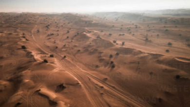 Greening the Desert: How Dubai Turns Arid Terrain into Lush Paradises