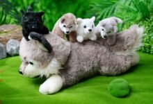 The Cutest Stuffed Animals You Need: Why Wolf Plush Toys Are a Must-Have